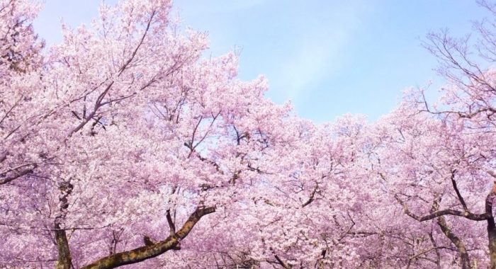 探索泰國櫻花熱門景點旅遊攻略