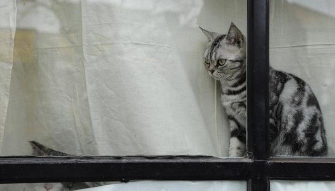 台北貓咪咖啡廳